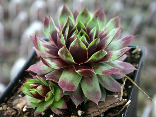 beautiful Types of Sempervivum Hens and Chicks