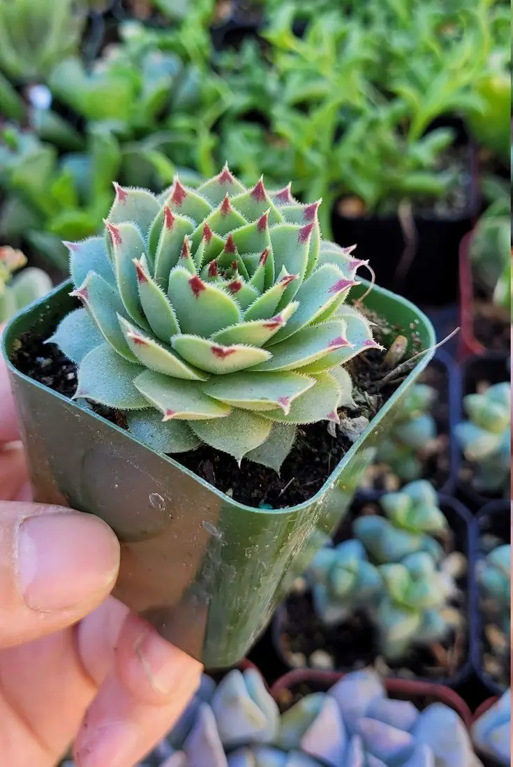Amazing Types of Sempervivum Hens and Chicks
