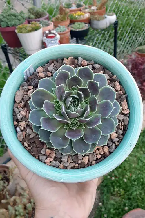 best Varieties of Sempervivum Hens & Chicks