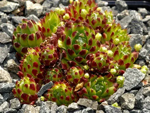 beautiful Different Types of Sempervivum Hens and Chicks in garden