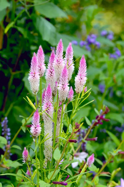  Types of Celosia You Can Grow