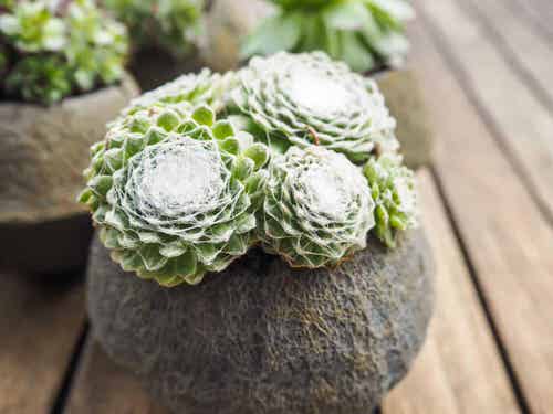 Different Types of Sempervivum Hens and Chicks
