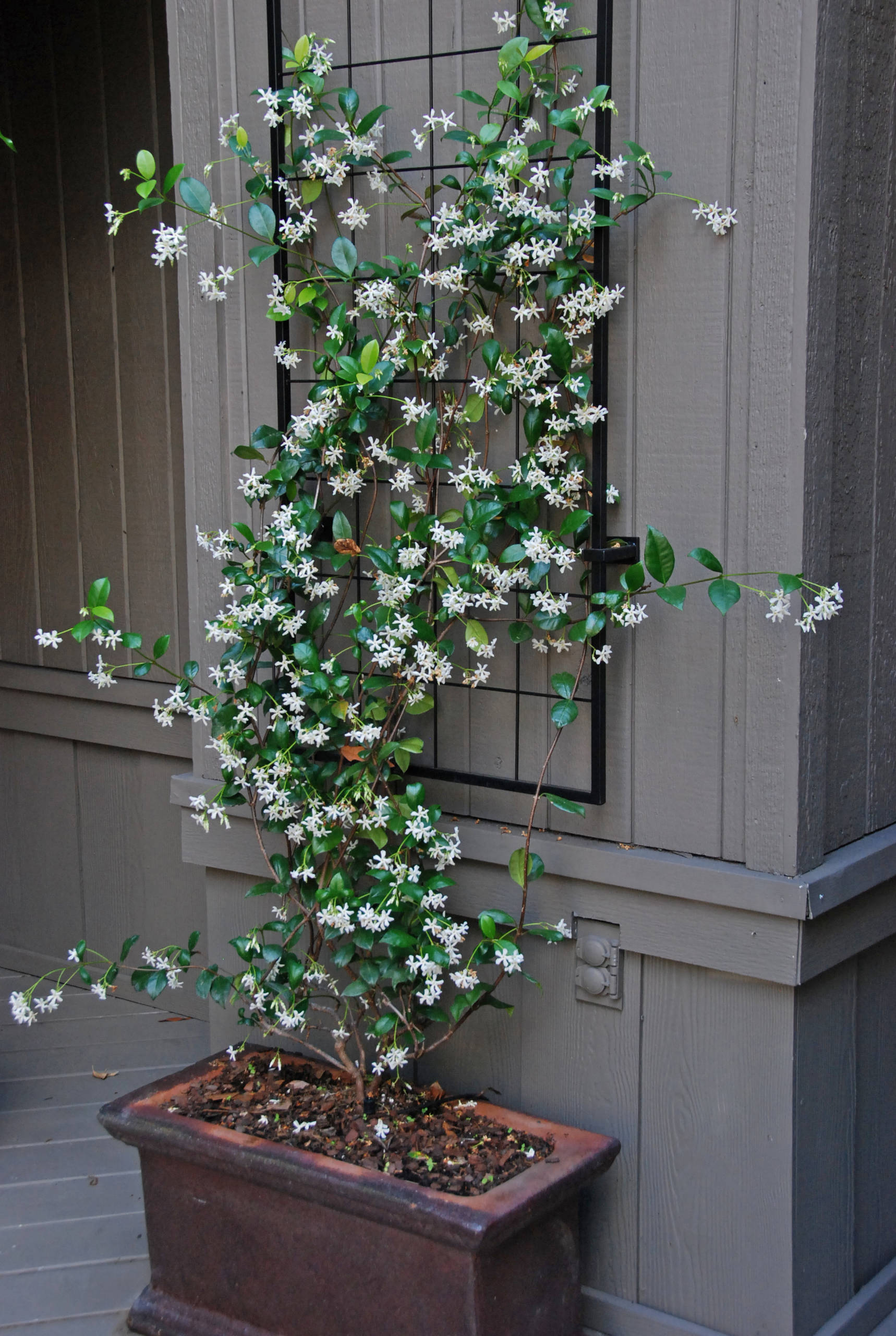 best Tiny Blooming Vines for Trellis