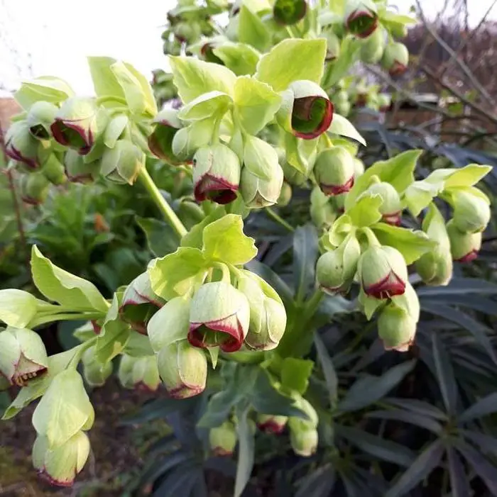 33 Best Types of Hellebores Varieties 1