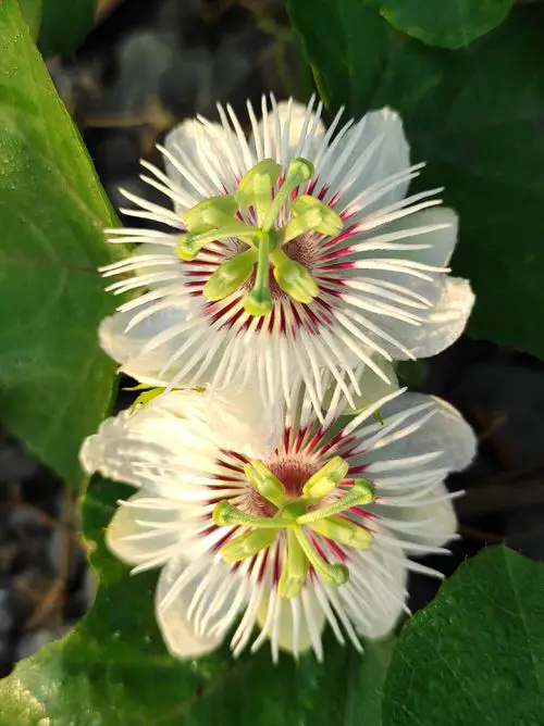 Types of Passionflower Vines | Best Passion flower Varieties