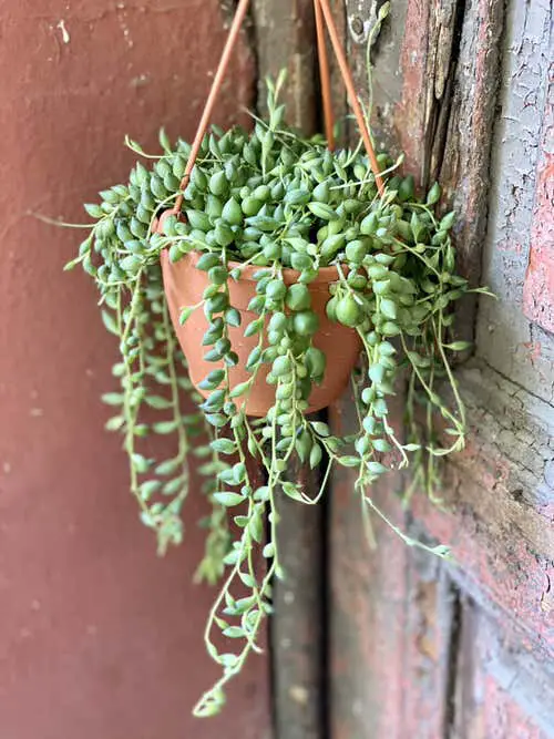 Types of String of Pearls