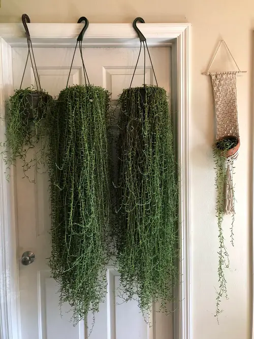 outdoor plants in Hanging Baskets 3