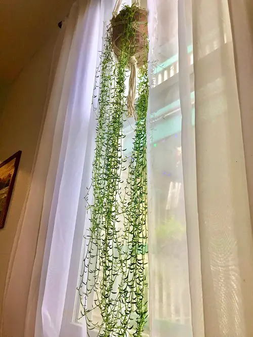 outdoor plants in Hanging Baskets 3