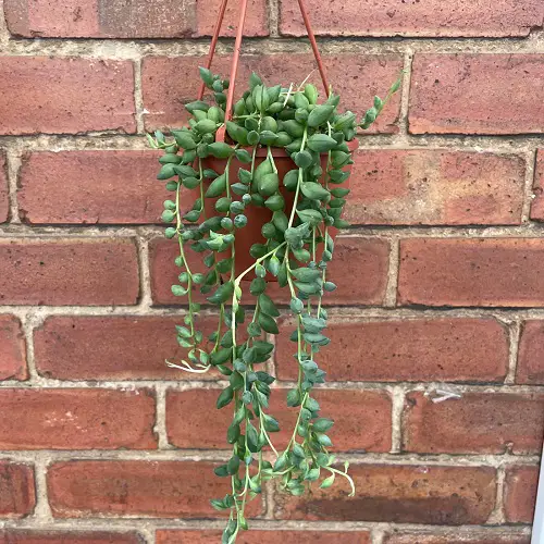 outdoor plants in Hanging Baskets 2