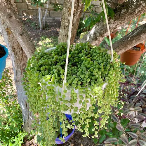 Indoor Plants for Basket Hangings