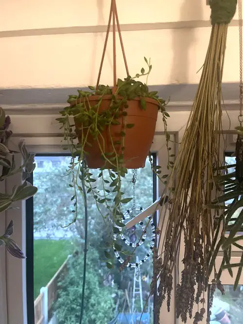 outdoor plants in Hanging Baskets 2
