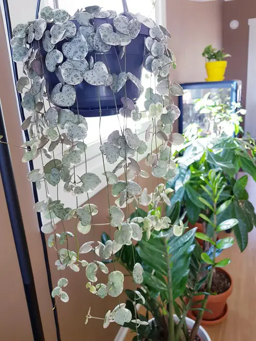 beautiful Succulents For Hanging Baskets 4