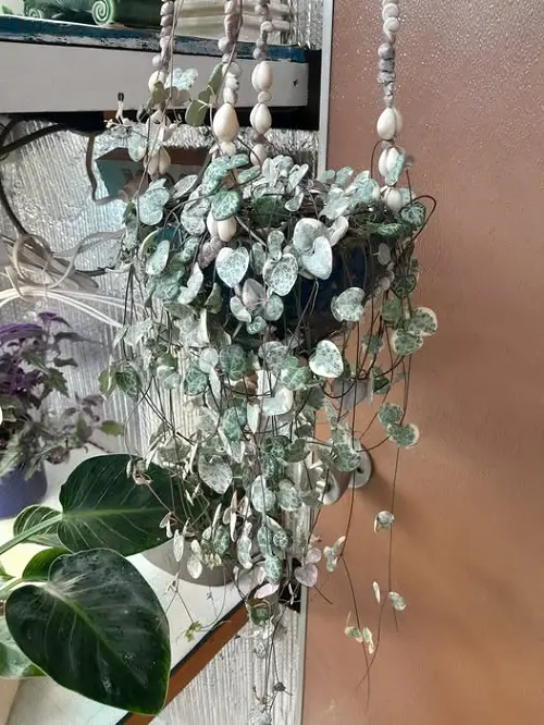 beautiful Succulents For Hanging Baskets 4