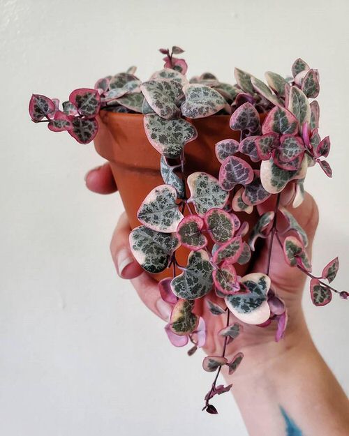 Types of String of Hearts