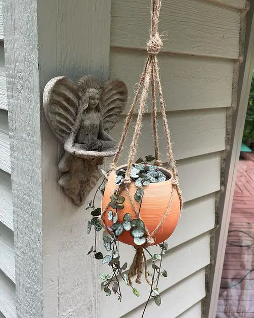 top Best Indoor Plants for Basket Hangings