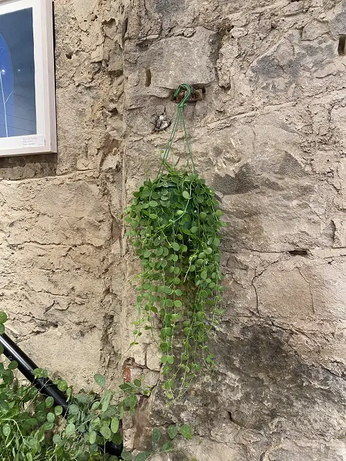 outdoor plants in Hanging Baskets