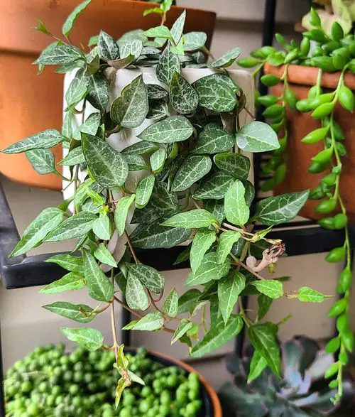 top Beautiful Types of String of Hearts Varieties