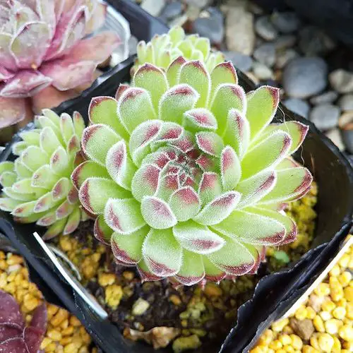 Sempervivum Hens and Chicks Varieties