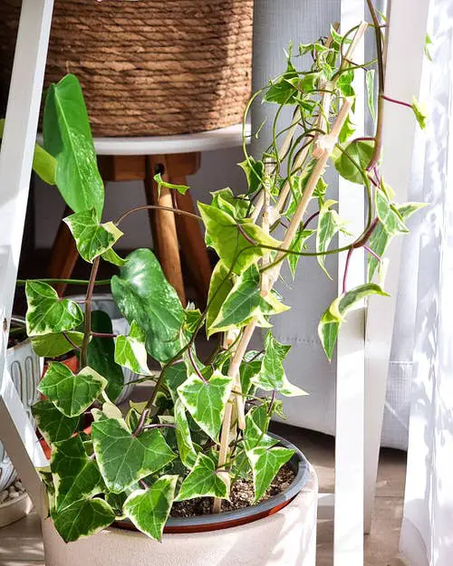 Wax Ivy Plant Care
