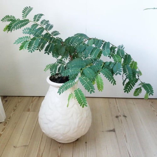 Unlucky Plants to Avoid Indoors