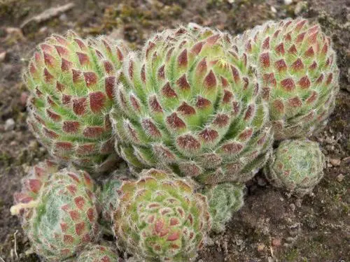 top Types of Sempervivum Hens and Chicks