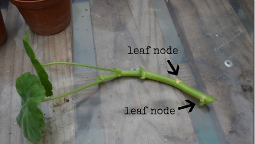 The Right Way to Propagate Cuttings