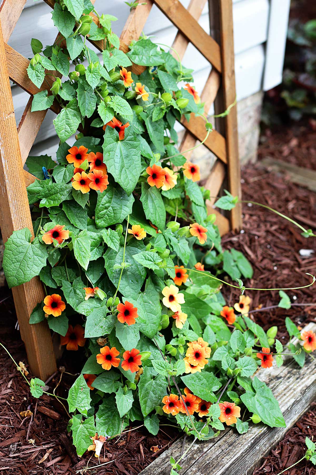 Small Flowering Vines for Trellises