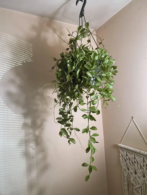 Trailing Succulents For Hanging Baskets 3