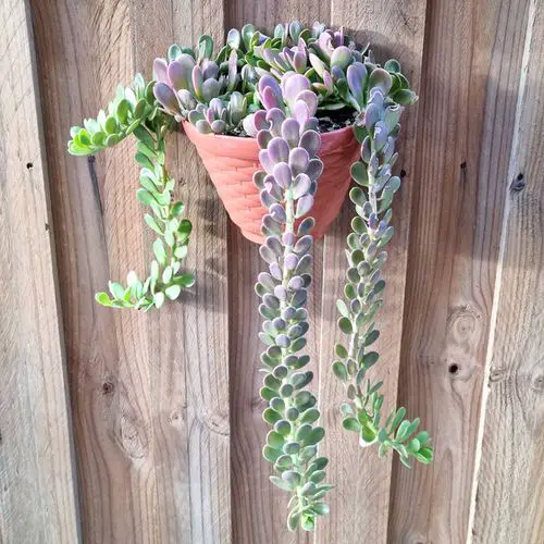 best Great Houseplants for Hanging Baskets