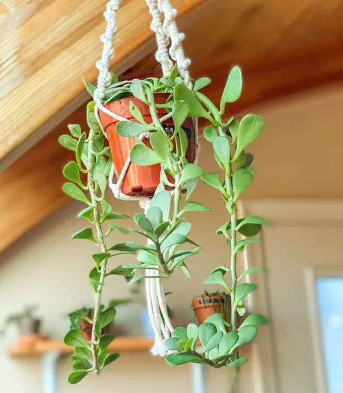 Best Hanging Succulents with Pictures