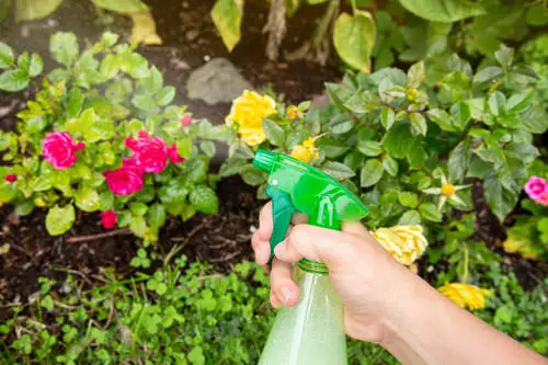 Outdoor Plant Parenting Hacks 3
