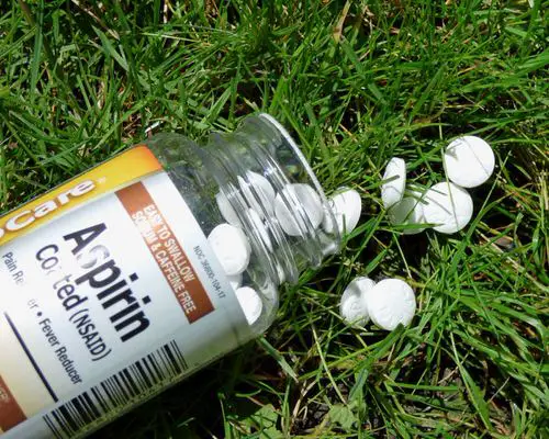 Outdoor Plant Parenting Hacks 4
