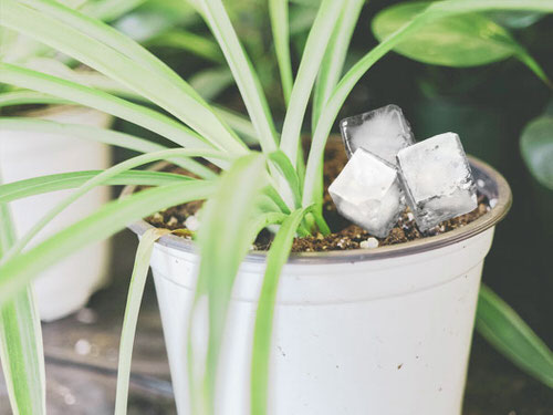 Outdoor Plant Parenting Hacks 11