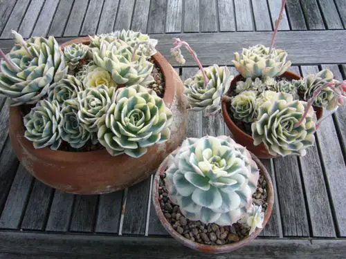 Varieties of Sempervivum Hens & Chicks