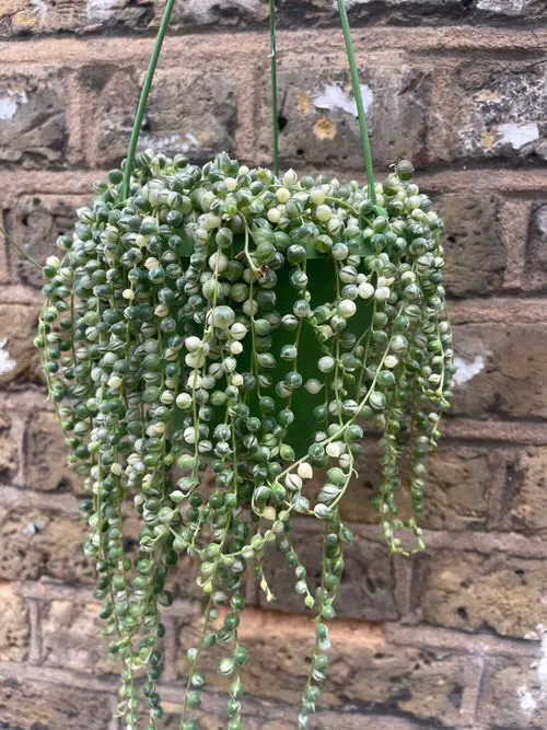 beautiful Best Types of String of Pearls Varieties