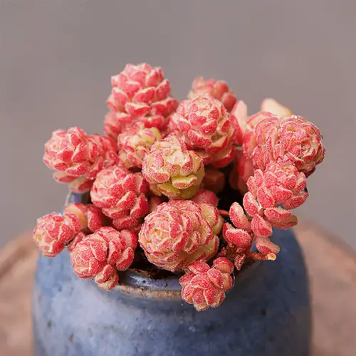 beautiful Roseum succulents that are the most beautiful to grow
