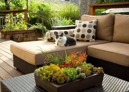 DIY Succulents Centerpiece and Arrangement Ideas Vibrant Vignette