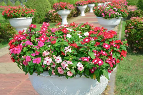 Low Maintenance Flowers that Tolerate High Temperatures and Heat