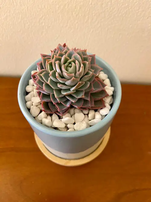 beautiful Varieties of Sempervivum Hens & Chicks