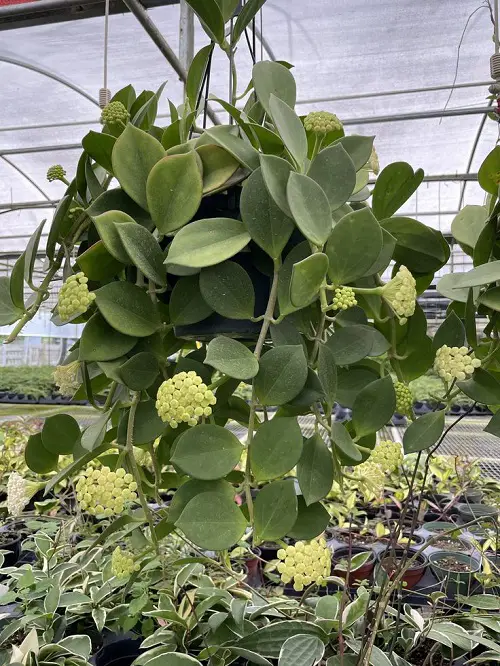 beautiful Succulents For Hanging Baskets 3