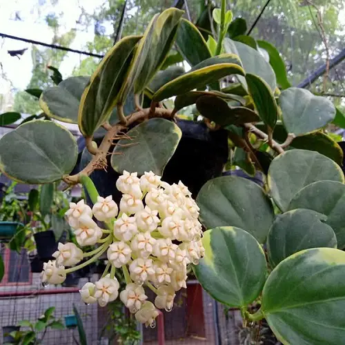 beautiful Succulents For Hanging Baskets 2