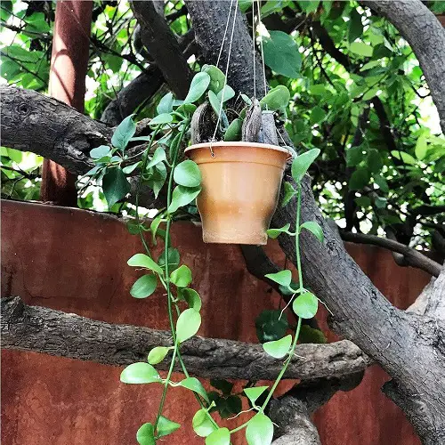 beautiful Succulents For Hanging Baskets 2