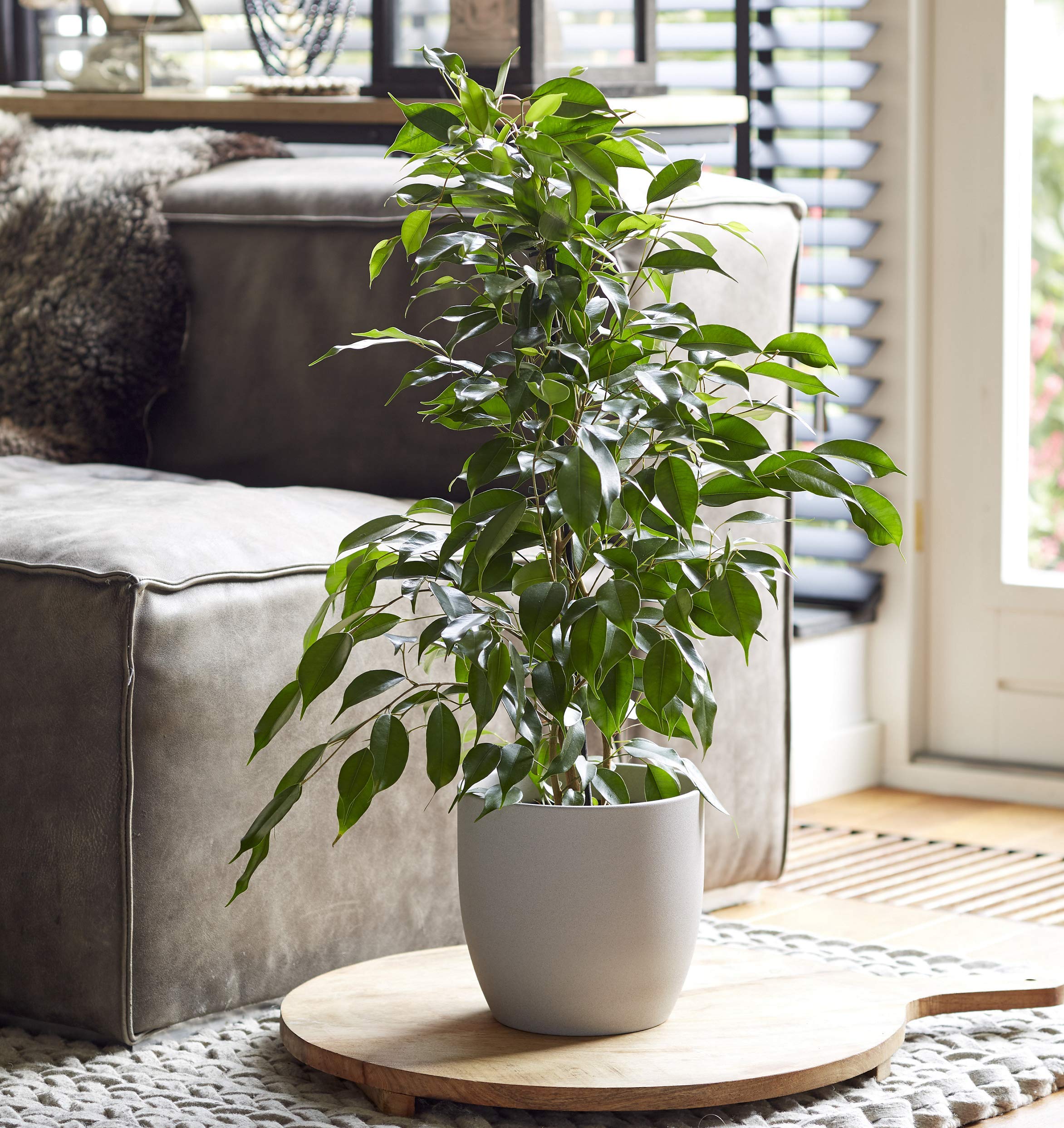 beautiful Unlucky Plants to Avoid Indoors