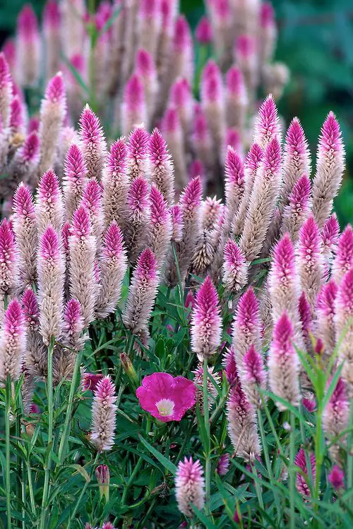  Types of Celosia You Can Grow in garden