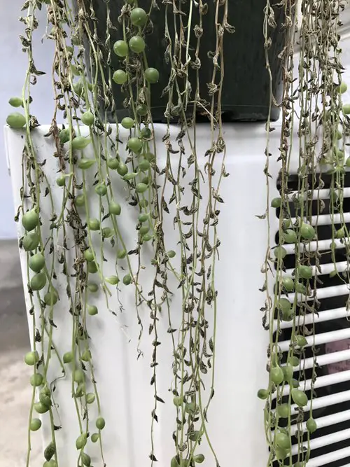 Why Is Your String of Pearls Plant Dying?