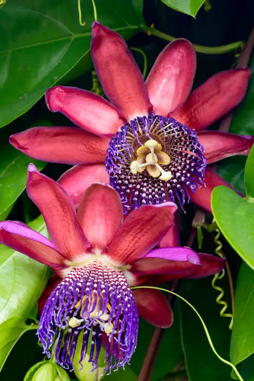 best Types of Passionflower Vines