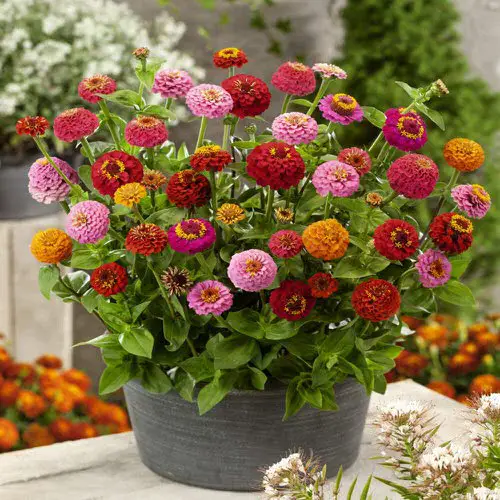 Flowers that Require Little Maintenance and Can Handle High Heat