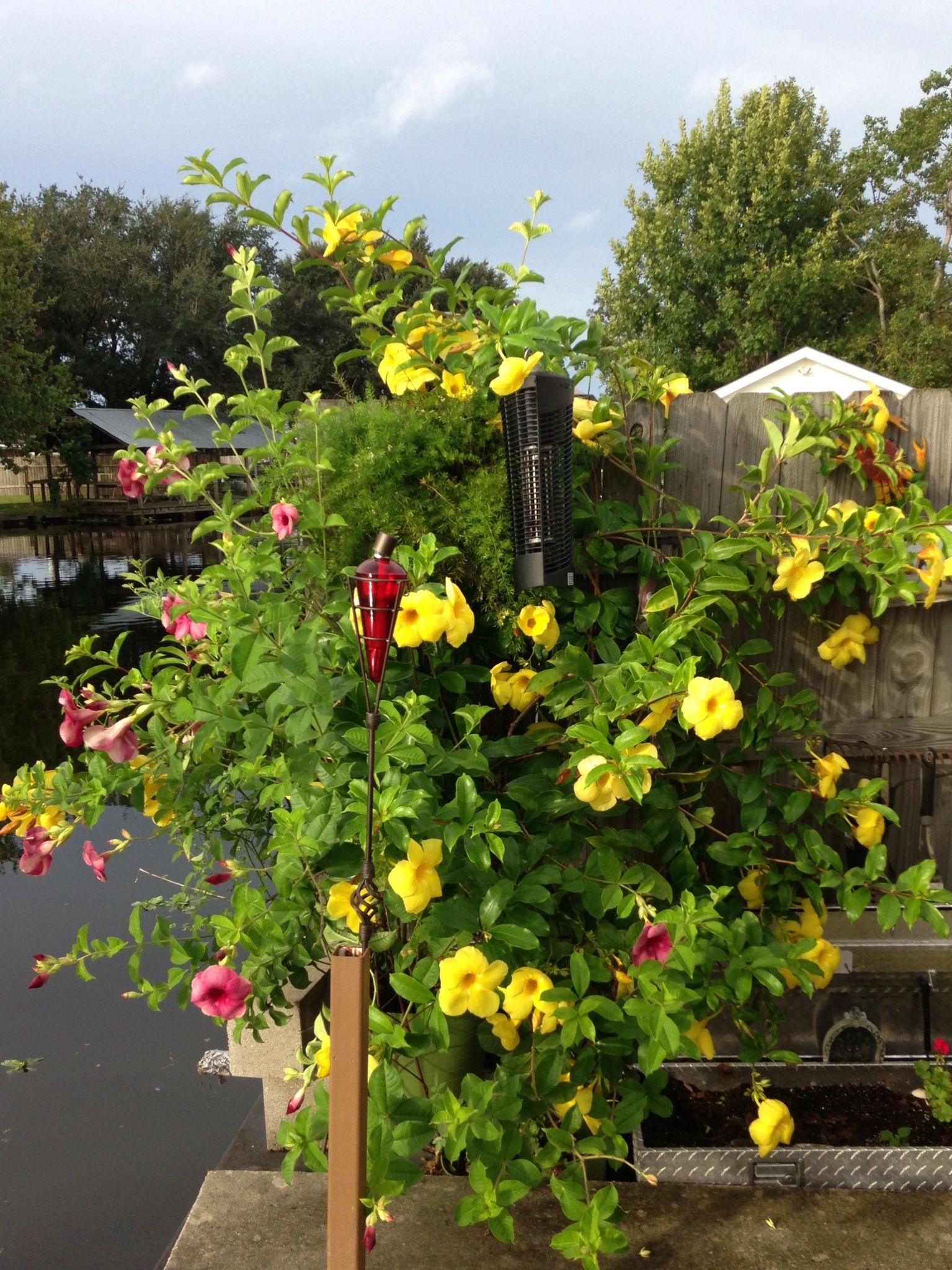 top Tiny Flowering Vines for Trellises