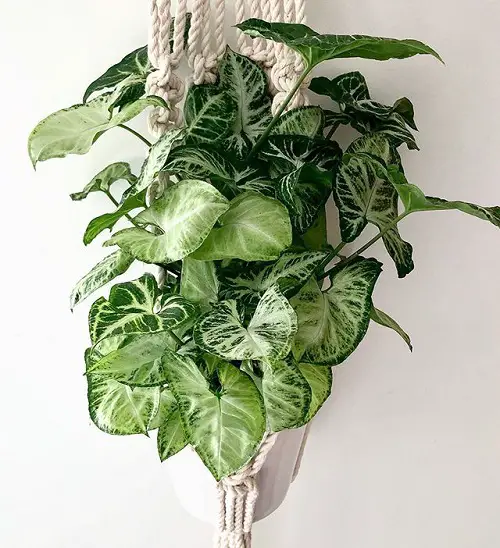 Best Houseplants for Hanging Baskets