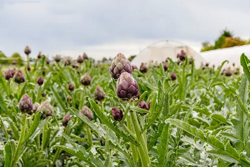 top Flowers that are Vegetables